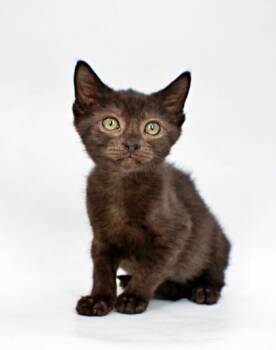 Robin -  Domestic Short Hair Cat for Adoption in Morton Grove, Illinois - Robin | PetCurious