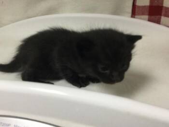 Domestic Short Hair Cats Available for Adoption - CHIP | PetCurious