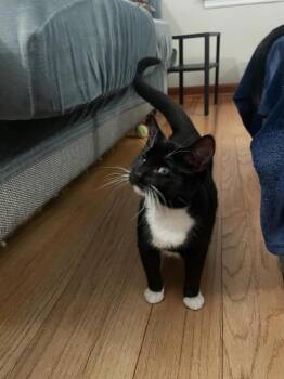 Bootsie Mae -  Domestic Short Hair Cat for Adoption in Omaha, Nebraska - Bootsie Mae | PetCurious