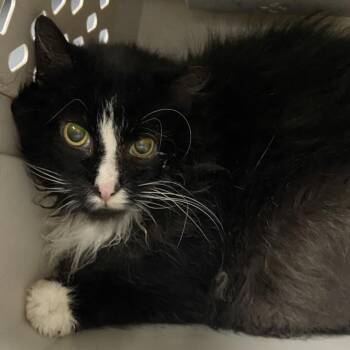 Domestic Medium Hair Cats Available for Adoption - BW | PetCurious