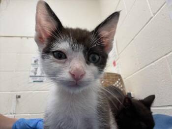 Squeakers -  Domestic Short Hair Cat for Adoption in Santa Rosa, California - Squeakers | PetCurious
