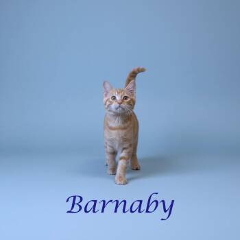 Domestic Short Hair Cats Available for Adoption - Barnaby C25-329 | PetCurious