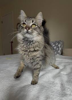 Siberian and Maine Coon Cats Available for Adoption - Stephanie | PetCurious