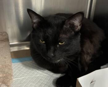 Babe -  Domestic Short Hair Cat for Adoption - Babe | PetCurious