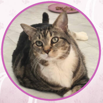 Rescue Domestic Short Hair Cats for Adoption in Toms River, New Jersey - Lucy | PetCurious