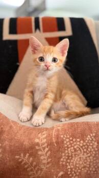 PIP -  Domestic Short Hair Cat for Adoption in Tustin, California - PIP | PetCurious