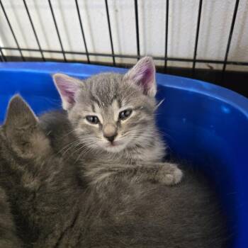 Cotton 26-143 -  Domestic Medium Hair Cat Available for Adoption in Tawas City, Michigan - Cotton 26-143 | PetCurious