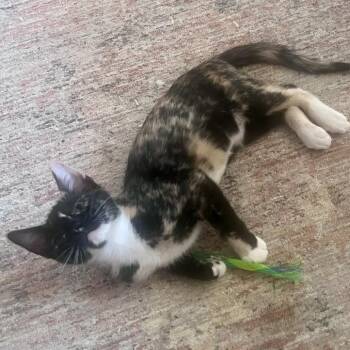 Sage -  Domestic Short Hair Cat for Adoption in Houston, Texas - Sage | PetCurious