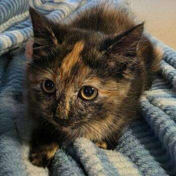26-246 Mercedes -  Domestic Short Hair Cat for Adoption in North Branford, Connecticut - 26-246 Mercedes | PetCurious