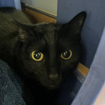 Domestic Short Hair Cats Available for Adoption in Burlingame, California - Binx | PetCurious
