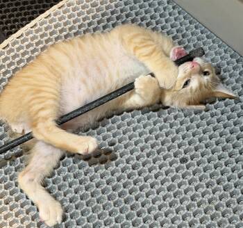 Oslo -  Domestic Short Hair Cat for Adoption in East Hanover, New Jersey - Oslo | PetCurious