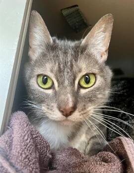 Rescue Domestic Short Hair Cats for Adoption in San Francisco, California - CALI | PetCurious