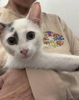 Sting -  Domestic Short Hair and Turkish Van Cat for Adoption in Roslyn Heights, New York - Sting | PetCurious