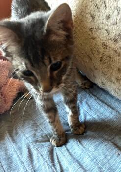 Rescue Torbie Cats for Adoption in Phoenix, Arizona - Kit | PetCurious