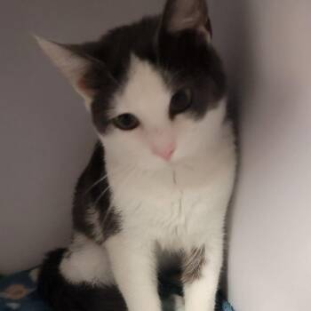 Domestic Short Hair Cats Available for Adoption - Shortie | PetCurious