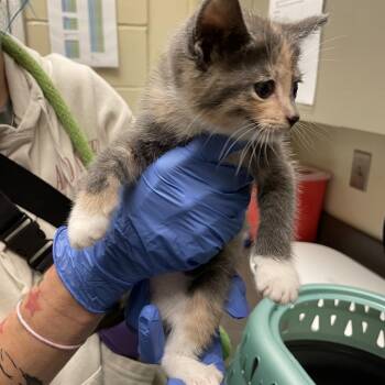 Domestic Short Hair Cats Available for Adoption in Columbus, Georgia - 05/12/2026-Stray-ForrestRoad | PetCurious