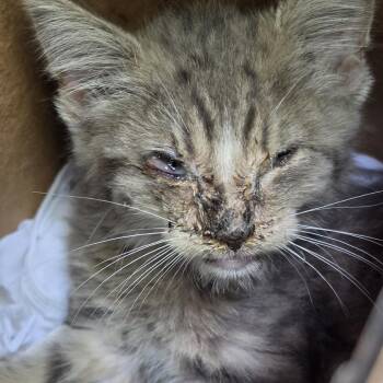 Cinder block -  Domestic Short Hair Cat for Adoption in York, Pennsylvania - Cinder Block | PetCurious
