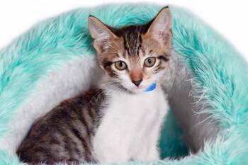 CHURRO -  Domestic Short Hair Cat Available for Adoption in Fort Lauderdale, Florida - CHURRO | PetCurious
