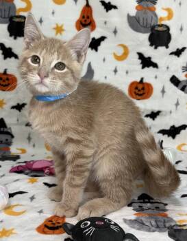 261439  Pumpkin Pie -  Domestic Short Hair Cat for Adoption in Wetumpka, Alabama - 261439  Pumpkin Pie | PetCurious