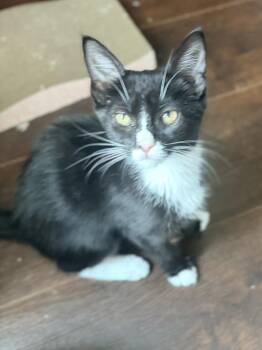 Honeydew -  Domestic Short Hair Cat for Adoption in Virginia Beach, Virginia - Honeydew | PetCurious