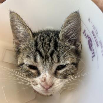 Domestic Short Hair Cats Available for Adoption in Leander, Texas - Sparrow | PetCurious