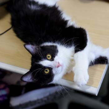 Grogu -  Domestic Short Hair Cat for Adoption in Los Angeles, California - Grogu | PetCurious