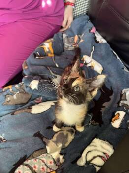 Leia -  Domestic Short Hair Cat for Adoption in Randolph, Alabama - Leia | PetCurious