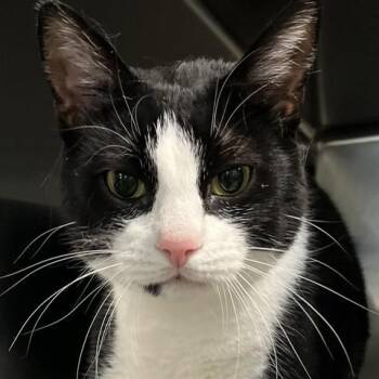 Ice -  Domestic Short Hair Cat for Adoption in Baltimore, Maryland - Ice | PetCurious