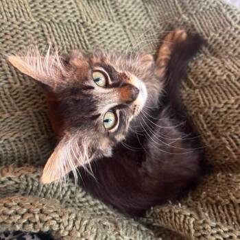 Dexter -  Domestic Long Hair Cat for Adoption in Auburn, Alabama - Dexter | PetCurious