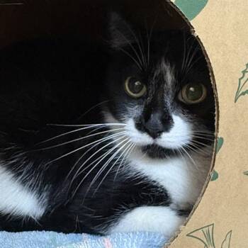 MISSY -  Domestic Short Hair Cat for Adoption in St. Louis, Missouri - MISSY | PetCurious