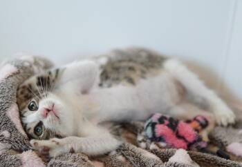 Yoshi -  American Bobtail and Domestic Short Hair Cat for Adoption in West Palm Beach, Florida - Yoshi | PetCurious