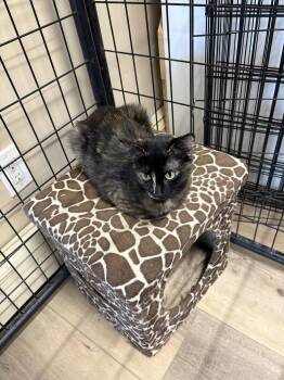 BRIANNA -  Tortoiseshell Cat for Adoption in Massapequa, New York - BRIANNA | PetCurious