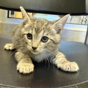 Tarzan -  Domestic Short Hair Cat for Adoption - Tarzan | PetCurious