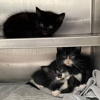 Champagne Toast -  Domestic Short Hair Cat for Adoption in Hawthorne, California - Champagne Toast | PetCurious
