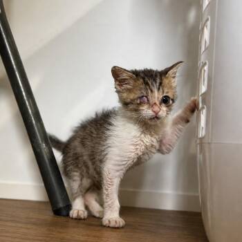 Wink 052203A -  Domestic Short Hair Cat for Adoption in Amory, Mississippi - Wink 052203A | PetCurious