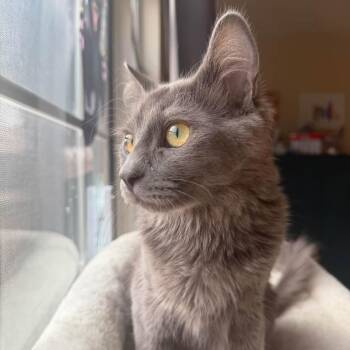 Hexley -  Domestic Medium Hair Cat for Adoption in San Tan Valley, Arizona - Hexley | PetCurious