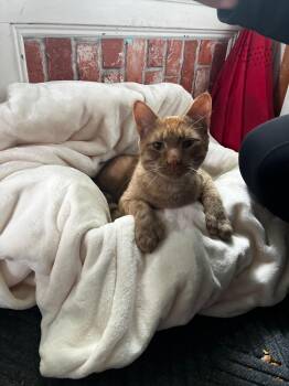 Rescue Domestic Short Hair Cats for Adoption in Melrose, Massachusetts - Chico | PetCurious