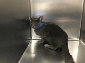 Domestic Short Hair Cats Available for Adoption - FLINT | PetCurious