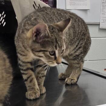 Balerion -  Domestic Short Hair Cat for Adoption in Chattanooga, Tennessee - Balerion | PetCurious
