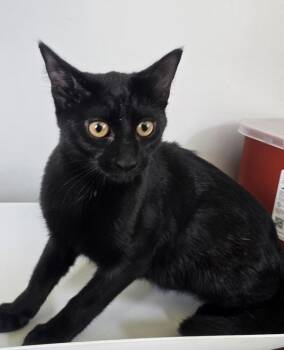 Willow -  Domestic Short Hair Cat for Adoption in Cleveland, Tennessee - Willow | PetCurious