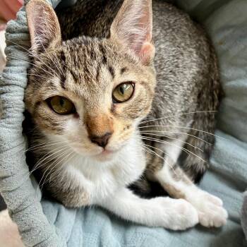 Strudel -  Domestic Short Hair Cat for Adoption in Fort Lauderdale, Florida - Strudel | PetCurious