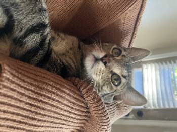Rescue Domestic Short Hair Cats for Adoption in Schertz, Texas - Sophia Aka Fia (CA) | PetCurious
