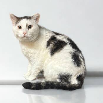 Rescue Domestic Short Hair Cats for Adoption in Kansas City, Missouri - Domino | PetCurious