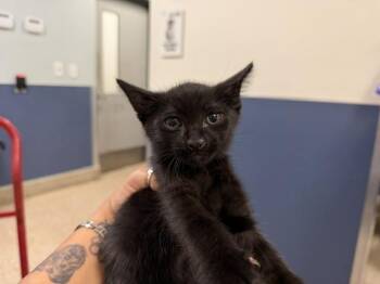 DIANGELO -  Domestic Medium Hair Cat for Adoption in Doral, Florida - DIANGELO | PetCurious