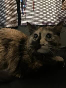 Domestic Medium Hair Cats Available for Adoption in Long Beach, California - NINA | PetCurious