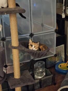 Rescue Torbie Cats for Adoption in Lawrenceville, Georgia - Molly | PetCurious