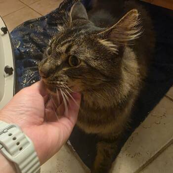 Cajun -  Domestic Long Hair Cat for Adoption in Natchitoches, Louisiana - Cajun | PetCurious