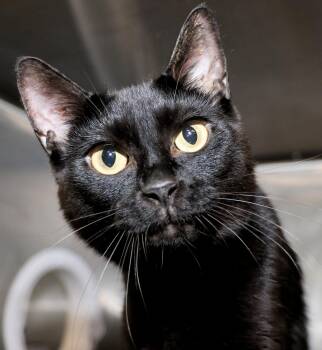 Rescue Domestic Short Hair Cats for Adoption in Cincinnati, Ohio - Zion | PetCurious