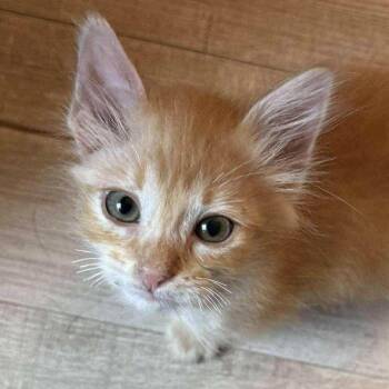 Rescue Domestic Short Hair Cats for Adoption in San Diego, California - Dre | PetCurious