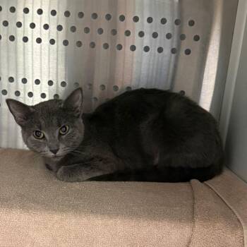Junie -  Domestic Short Hair Cat for Adoption in Pittsburgh, Pennsylvania - Junie | PetCurious